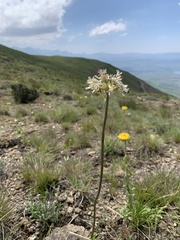 Drimia sphaerocephala