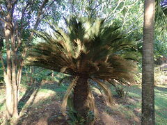Cycas revoluta