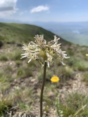 Drimia sphaerocephala
