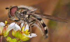 Melangyna quadrimaculata