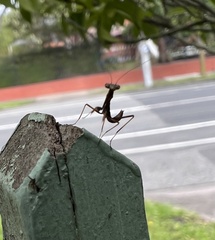 Pseudomantis albofimbriata