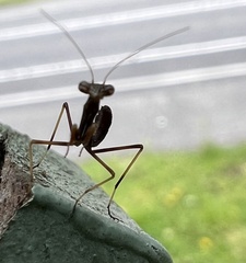 Pseudomantis albofimbriata