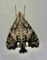 Nyceryx eximia