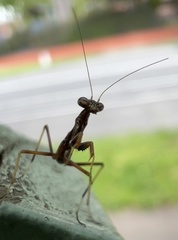 Pseudomantis albofimbriata