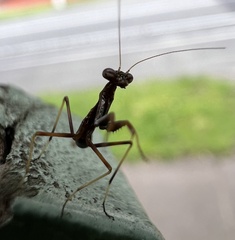 Pseudomantis albofimbriata