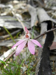 Caladenia fuscata