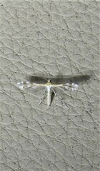 Stangeia xerodes