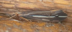 Psychoglypha