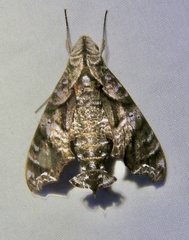 Nyceryx eximia