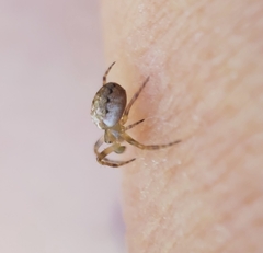 Salsa brisbanae