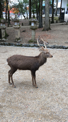 Cervus nippon centralis