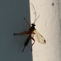 Echthromorpha agrestoria