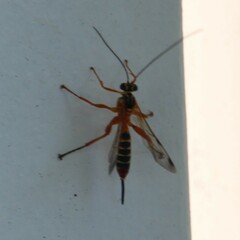Echthromorpha agrestoria