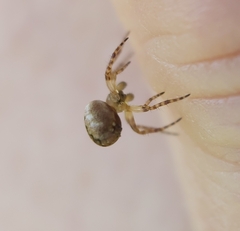 Salsa brisbanae