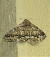 Eudesmeola lawsoni