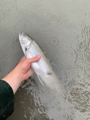 Salvelinus malma