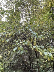 Prunus spinosa