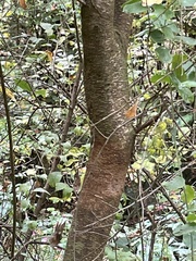 Prunus spinosa