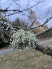 Usnea hirta