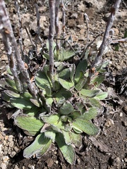 Helichrysum ecklonis