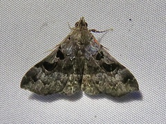 Hypena