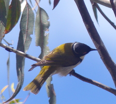 Melithreptus lunatus