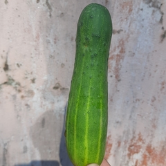 Cucumis sativus