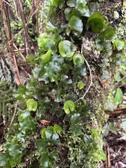 Hymenophyllum nephrophyllum