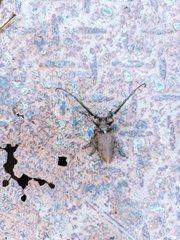 Sarothrocera lowii