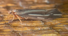 Psychoglypha