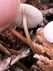 Marasmius calhouniae