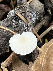Marasmius calhouniae