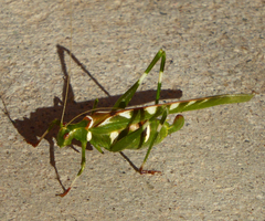 Insara covilleae