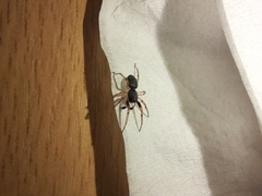 Trachelopachys