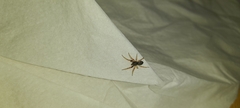 Trachelopachys