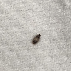 Dermestidae