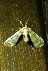 Leucinodes cordalis