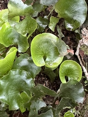 Hymenophyllum nephrophyllum