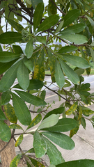 Alstonia scholaris