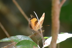 Cupha prosope