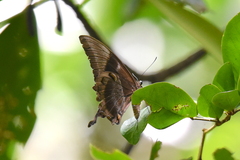Papilio ulysses
