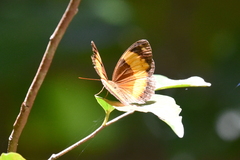 Cupha prosope