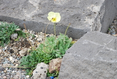 Papaver radicatum pseudoradicatum