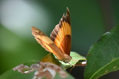 Cupha prosope