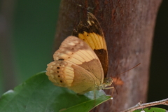 Cupha prosope