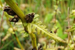 Pedicularis parviflora