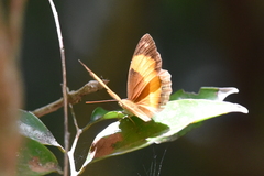 Cupha prosope
