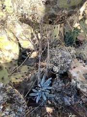 Dudleya saxosa collomiae