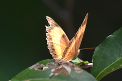 Cupha prosope