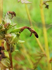 Pedicularis parviflora
